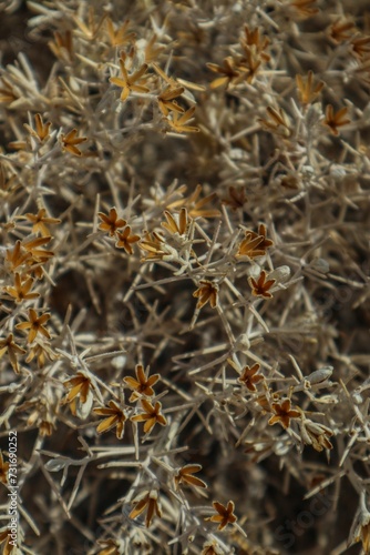 Close-up shot of the dark brown foliage and blossoms of a shrub © Wirestock