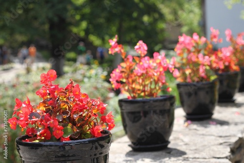 Fototapeta Naklejka Na Ścianę i Meble -  Outdoor arrangement of vibrant red plants in black pots, lined along the ground