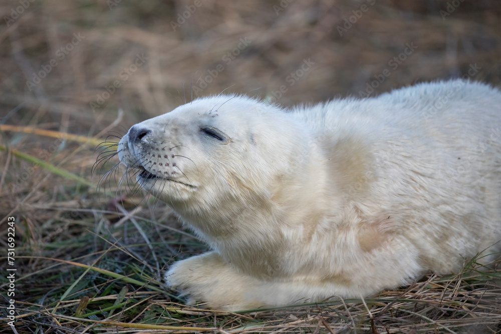 Portrait of an adorable grey seal pup on the coastal shores of Donna Nook. Portrait of an adorable grey seal pup on the coastal shores of Donna Nook.