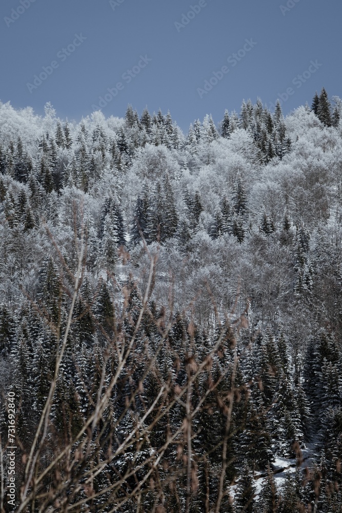 Majestic forest covered in white snow Majestic forest covered in white snow