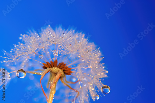 Beautiful dew drops on a dandelion seed macro. Large golden dew drops on a parachute dandelion, bokeh background 