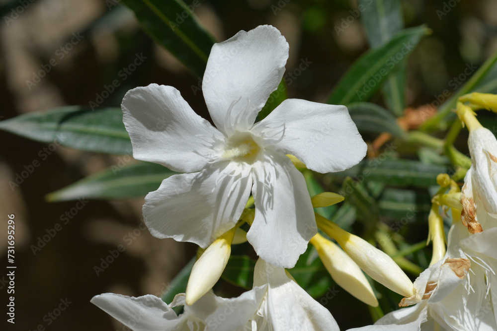 Fototapeta premium Common oleander white flower