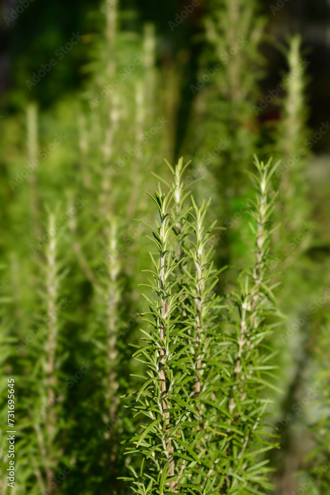 Rosemary leaves