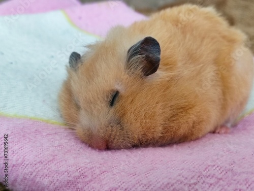 Golden hamster sleeping on a pink blanket, close up