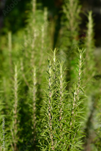 Rosemary leaves