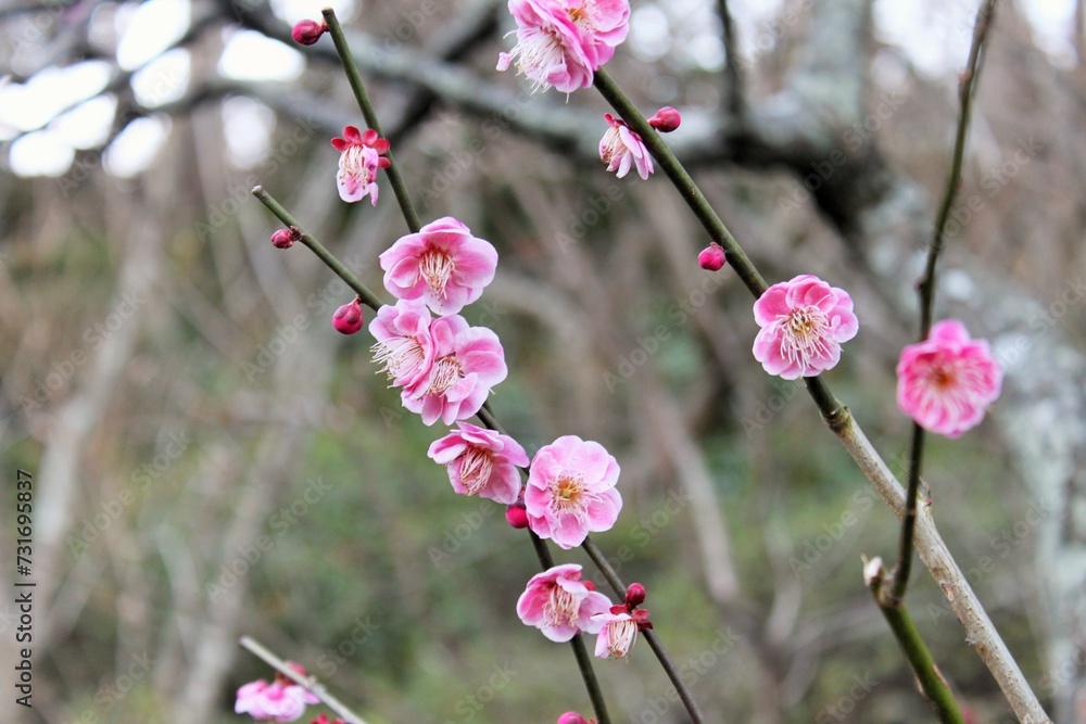 Macro shot of cherry blossoms and buds with brown twigs in the background Macro shot of cherry blossoms and buds with brown twigs in the background