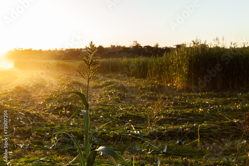 Stalk of forage sorghum in paddock in afternoon light at sunset photo