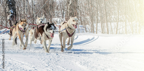 Traditional Kamchatka Dog Sledge Race Elizovsky sprint