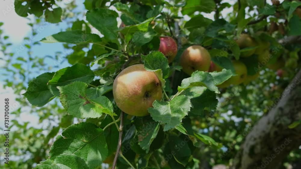 Brunch ripe Green red Apples on a sunny day. Ecological fruit planting concept video footage Brunch ripe Green red Apples on a sunny day. Ecological fruit planting concept video footage