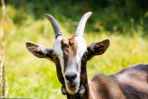 White and brown goat standing in a grassy field, looking at the camera