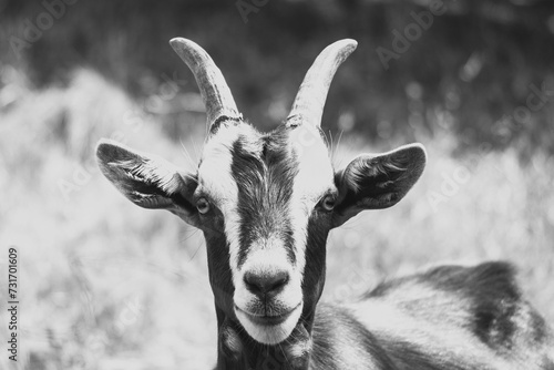 Принти на полотні Grayscale of a goat standing in a grassy field, looking at the camera