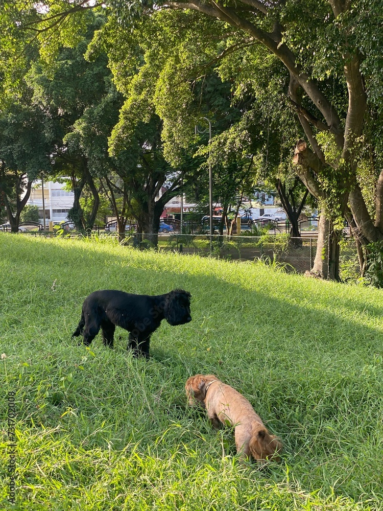 a black dog and cat on grass in front of trees a black dog and cat on grass in front of trees