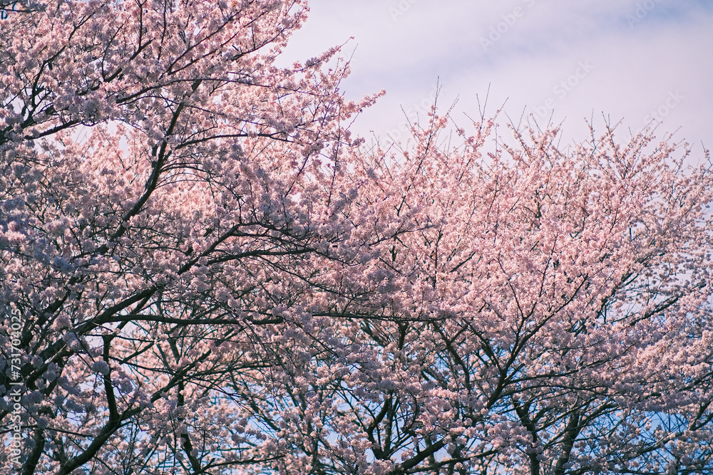 桜と春の空