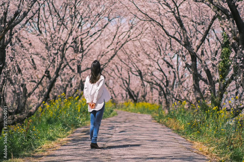 桜を見上げる女性（岐阜県大垣市曽根町 大島堤)