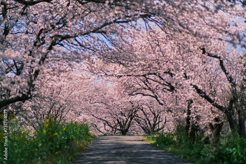 桜並木のトンネルの道（岐阜県大垣市曽根町 大島堤)
 photo
