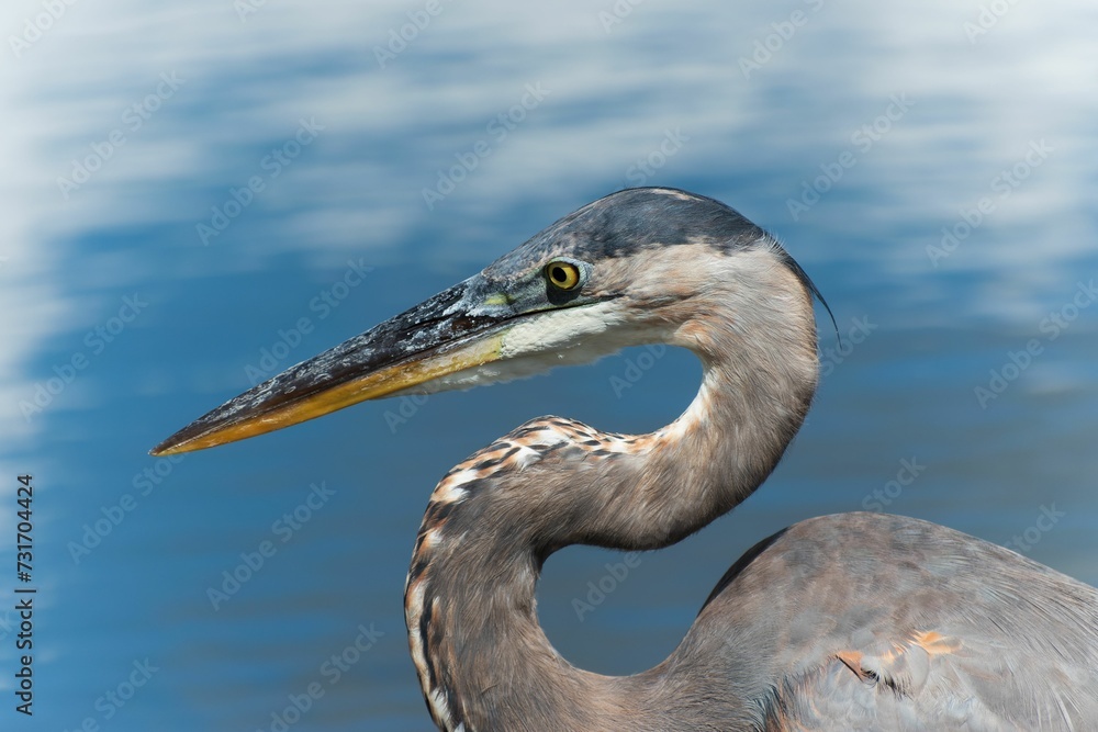 Closeup shot of a great blue heron, Ardea herodias against a blue background. Closeup shot of a great blue heron, Ardea herodias against a blue background.