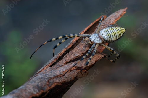 Banded garden spider with eyes on tree branch in rainforest setting stock photo