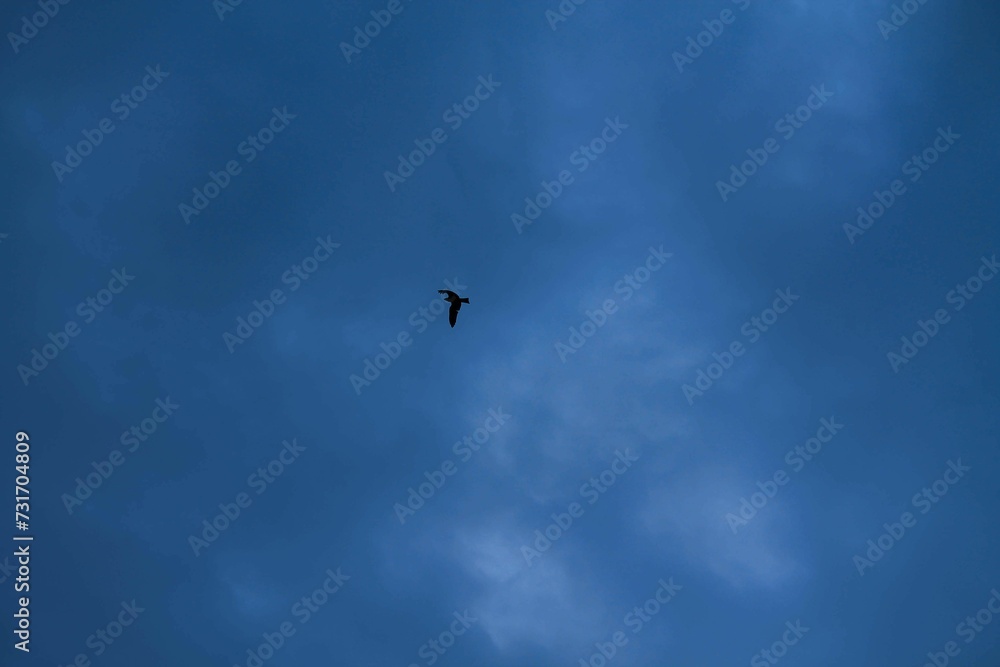 a bird flies through the dark sky with clouds above it