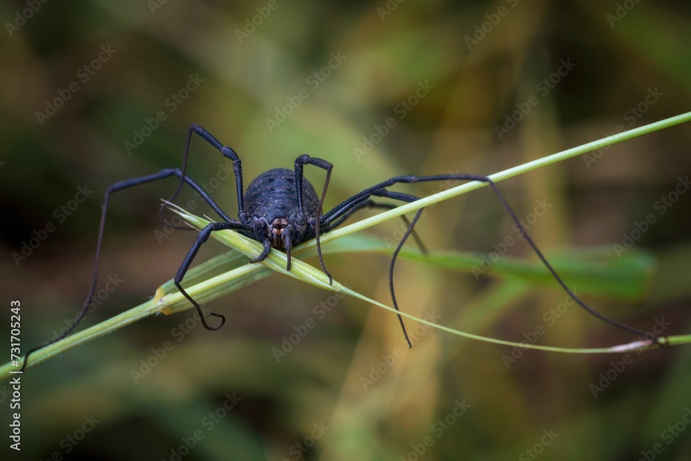 Close-up of a black Opiliones family spider perched on a green leaf with a long legs
