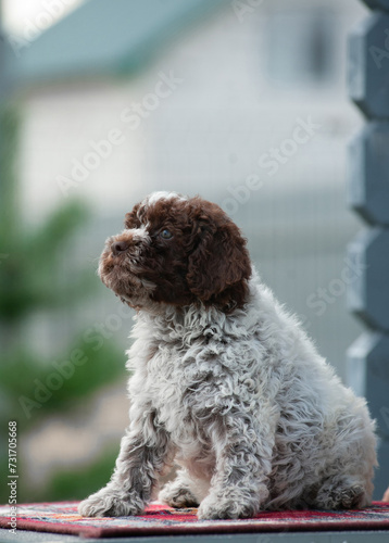 Cute Lagotto Romagnolo puppy