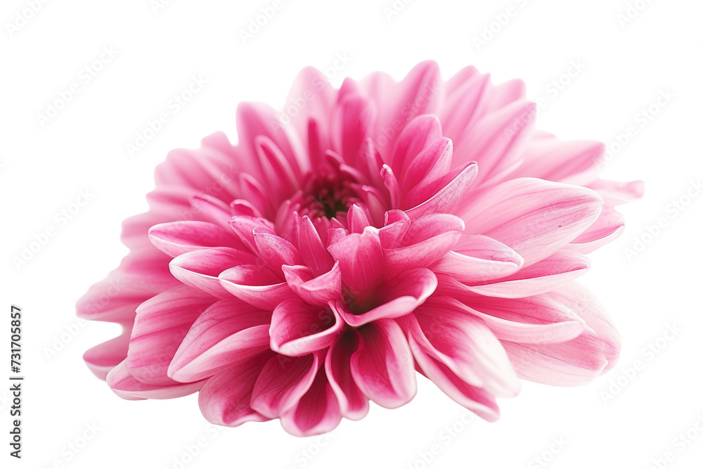 Floral Beauty on Transparent Background, PNG, Generative Ai