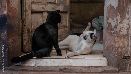 two cats are playing on the floor outside a building by the door © Wirestock