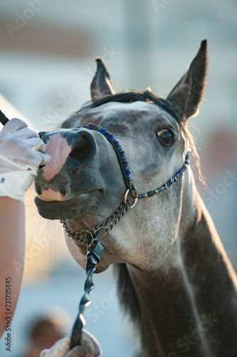 Arabian horse at the show close up