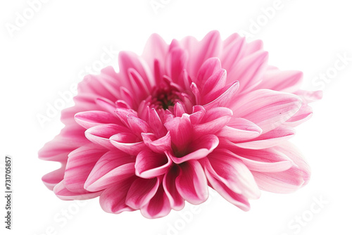 Floral Beauty on Transparent Background, PNG, Generative Ai