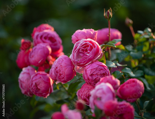 Beautiful bright pink roses in the garden