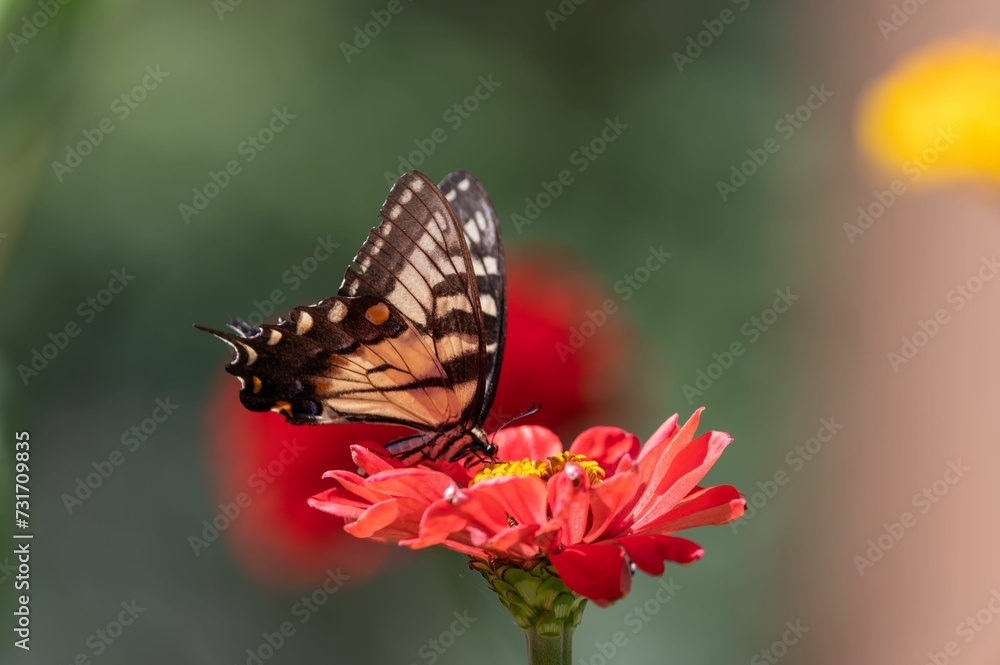Closeup of a butterfly on a flower, delicately sipping nectar from its petals Closeup of a butterfly on a flower, delicately sipping nectar from its petals