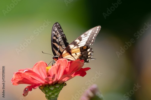 Closeup of a butterfly on a flower, delicately sipping nectar from its petals