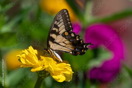 Closeup of a butterfly on a flower, delicately sipping nectar from its petals