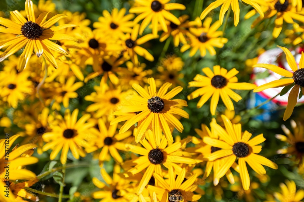 Vibrant array of yellow rudbeckia growing in the garden