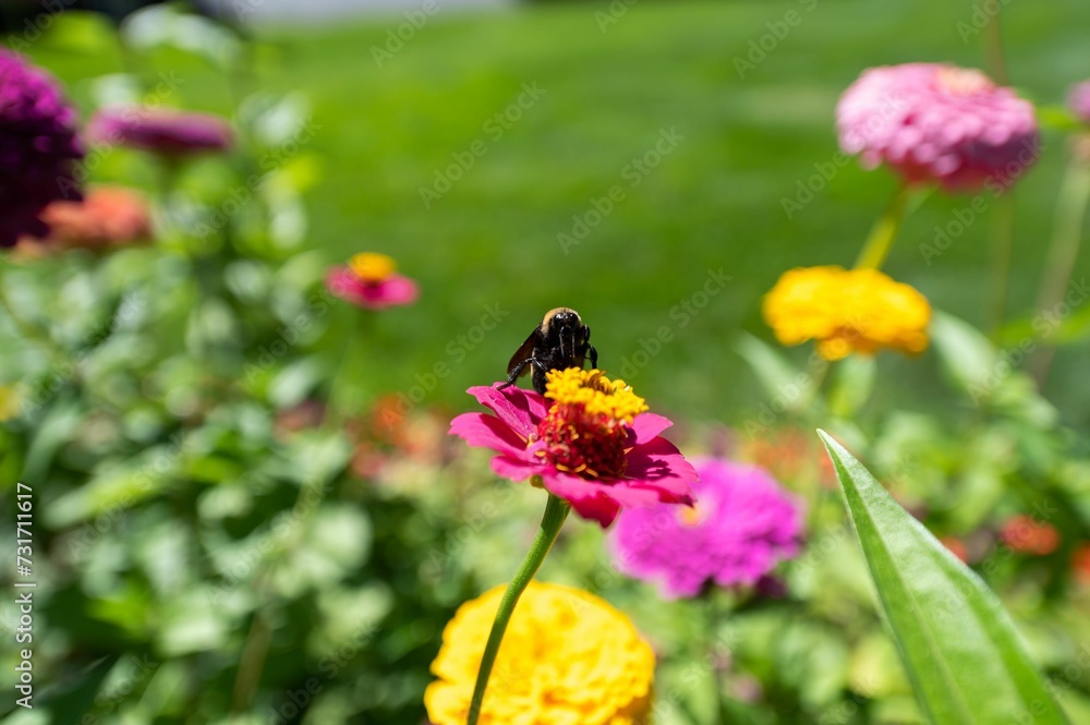 Bumblebee collecting nectar from a purple Zinnia in a garden Bumblebee collecting nectar from a purple Zinnia in a garden
