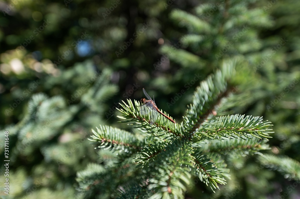 Closeup of the dragonfly perched on a leafy pine tree branch surrounded by lush foliage
