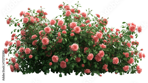 Fototapeta Naklejka Na Ścianę i Meble -  bush of rose flowers on white background