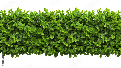 green trimmed bush hedge fencing,  isolated on transparent background photo