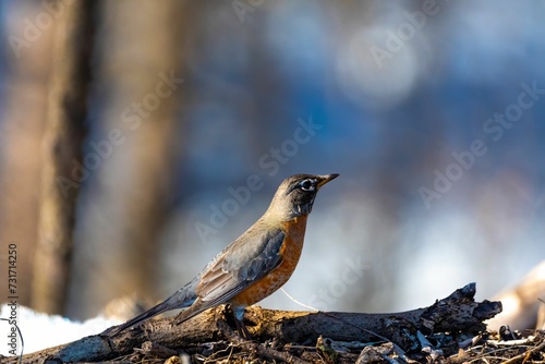 A selective focus shot of a small robin perched on a branch in a snowy forest