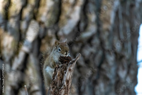 Beautiful shot of a squirrel perched on a tree branch chewing on a nut