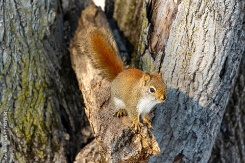 Adorable shot of a fluffy gray-brown squirrel perched on a branch of a tree