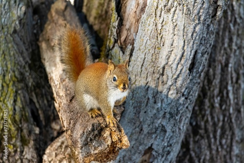 Squirrel perched on a tree branch. © Wirestock