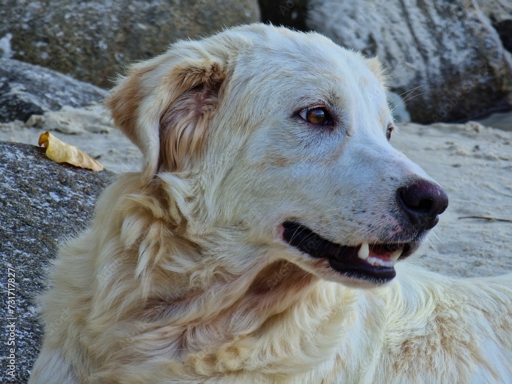 Closeup shot of a fuzzy wet white dog on a rocky beach Closeup shot of a fuzzy wet white dog on a rocky beach