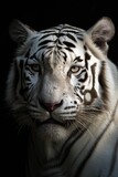 AI generated illustration of A majestic Bengal Tiger staring at the camera on a black background