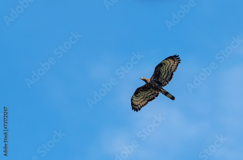 Ichthyophaga ichthyaetus, Gray-headed Fish-eagle, Orel šedohlavý. In the wild. Wild eagle photography. Wilpattu Park, Sri Lanka.​ photo