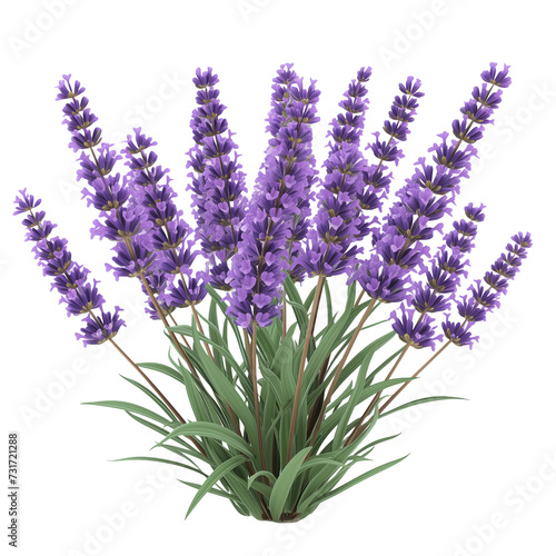 3d cartoon Lavender flowers bunch isolated on transparent background