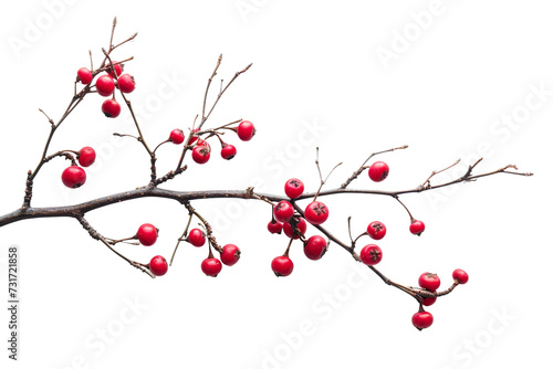 Tree Branch Adorned on Transparent Background, PNG, Generative Ai
