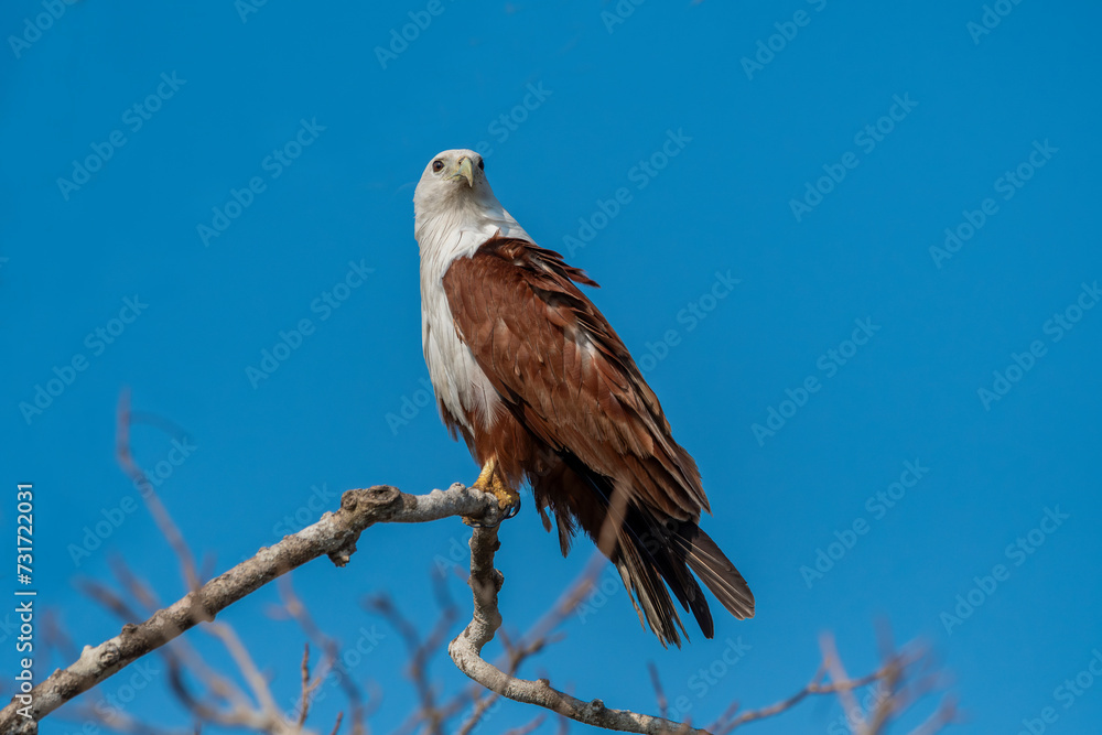 The African fish eagle or African sea eagle is a large species of eagle found in sub-Saharan Africa where there are large bodies of open water with abundant food sources.. The African fish eagle or African sea eagle is a large species of eagle found in sub-Saharan Africa where there are large bodies of open water with abundant food sources..