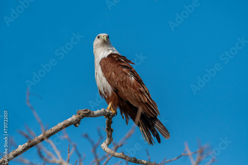 The African fish eagle or African sea eagle is a large species of eagle found in sub-Saharan Africa where there are large bodies of open water with abundant food sources..   