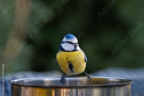 Blaumeise sitzt auf einem Wassergefäß im Garten. photo