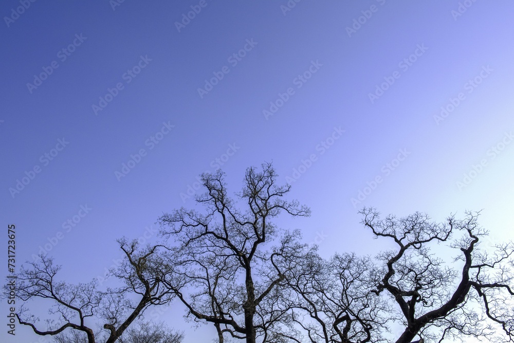 Closeup of a beautiful tree under the blue sky during a sunny weather Closeup of a beautiful tree under the blue sky during a sunny weather